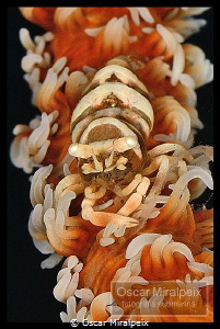 whipcoral shrimp by Oscar Miralpeix 